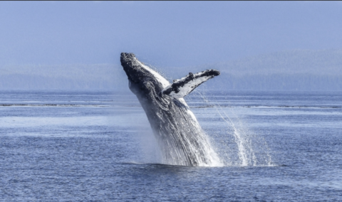 Avistamiento ballenas Islandia